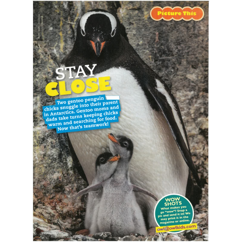 OWL: Ages 9-13 (8 issues) - Bayard Magazines