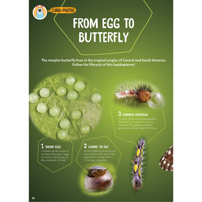 DiscoveryBox: Age 7-14 - Bayard Magazines