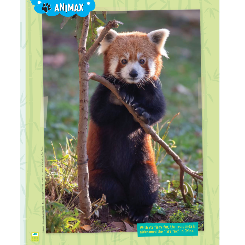 AdventureBox MAX! Age 9-14 (AUDIO INCLUDED) - Bayard Magazines